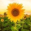 sunflowerstore